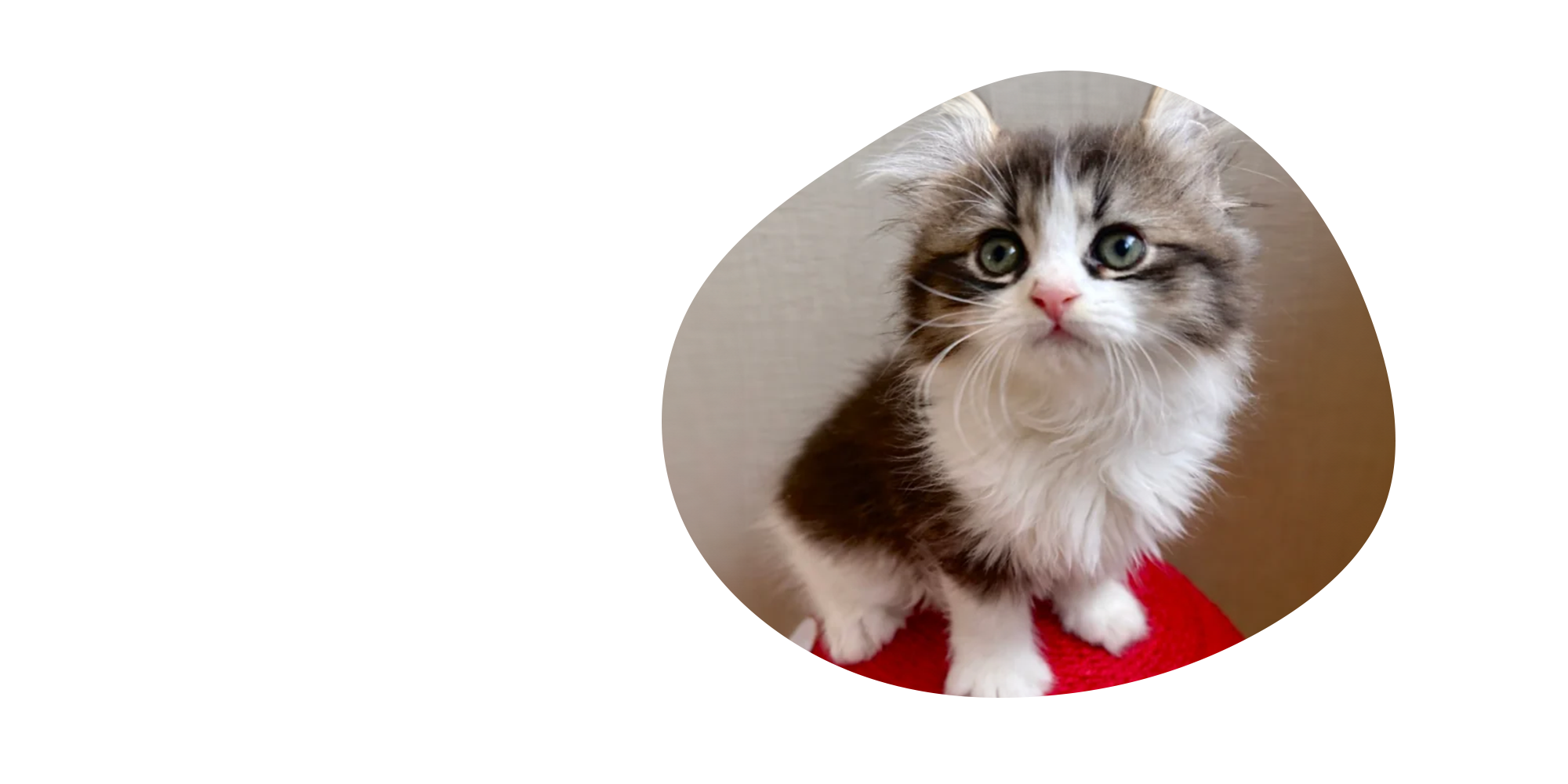 福井県のアメリカンカール・キンカロー専門猫舎 curlie cat