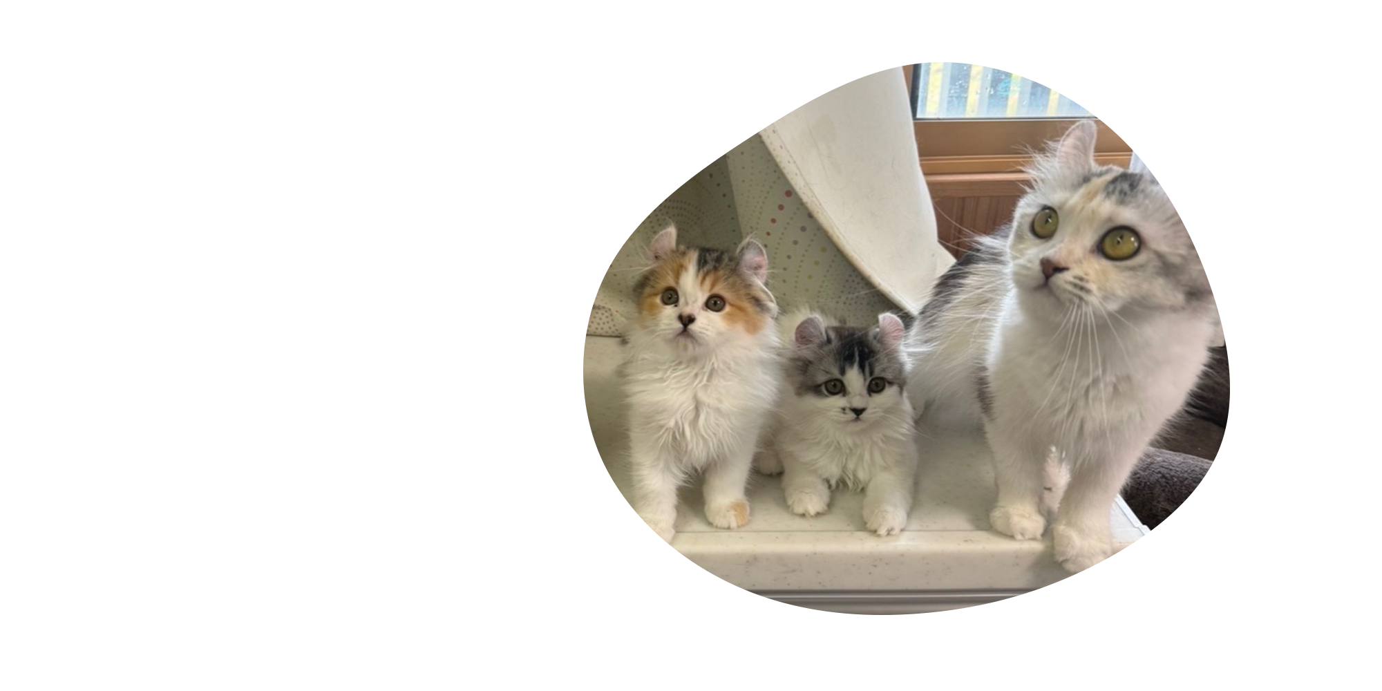 福井県のアメリカンカール・キンカロー専門猫舎 curlie cat