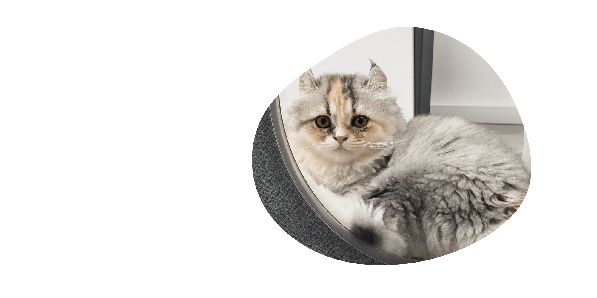 福井県のアメリカンカール・キンカロー専門猫舎 curlie cat