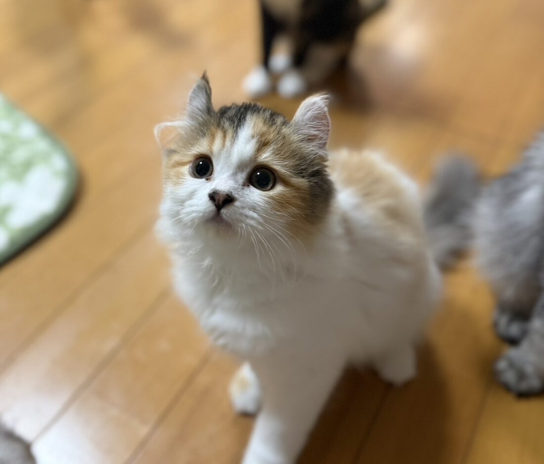 S__3490004_0